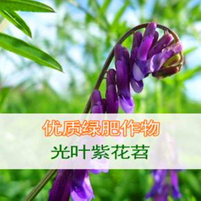 绿肥种子-苕子批发 光叶紫花苕子价格猪屎豆种子 博伦种子支持货到付款