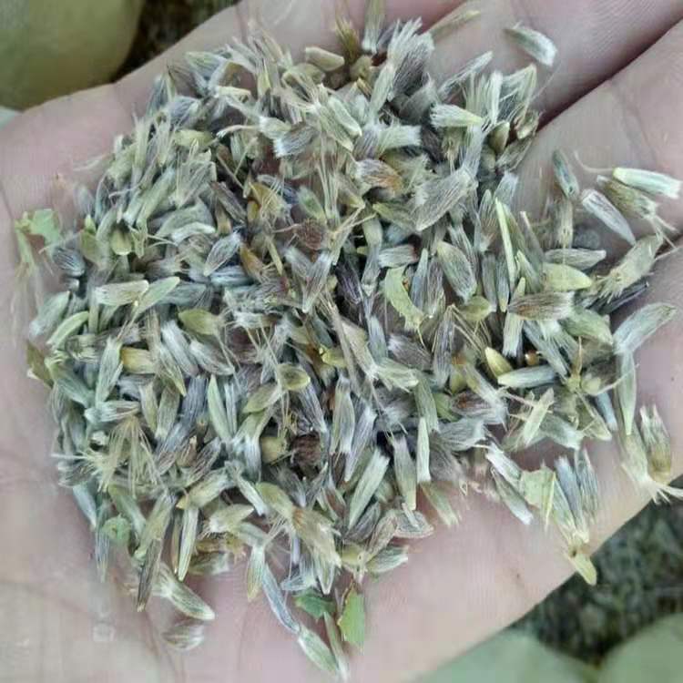 苍术种子批发销售价格   北苍术种苗 一年小苗  药材种子  森然林业