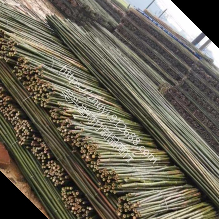 菜架竹厂家 农用种菜用竹竿 篱笆围栏用竹原料 苗木牵引支撑用竹子