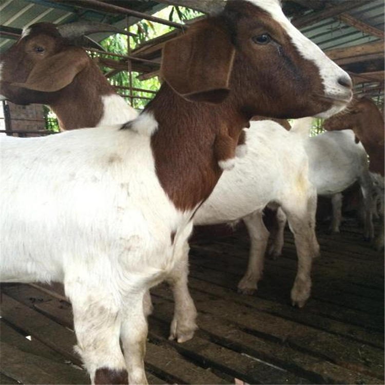 陕西杨凌波尔山羊 白山羊品种 四个月白山羊价格