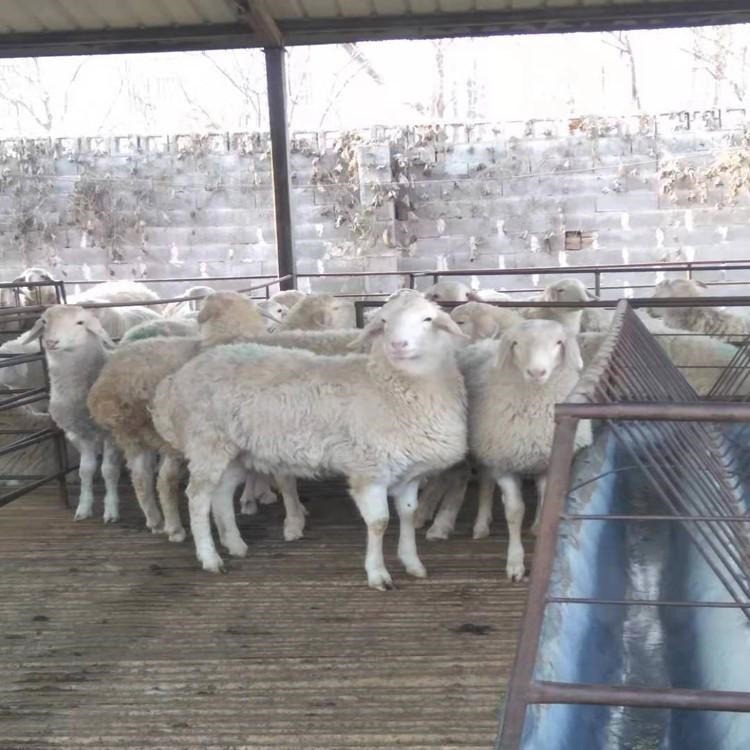 小尾寒羊种羊羊羔价格 黑龙江小尾寒羊 通凯 黑龙江活羊价格养羊网图片