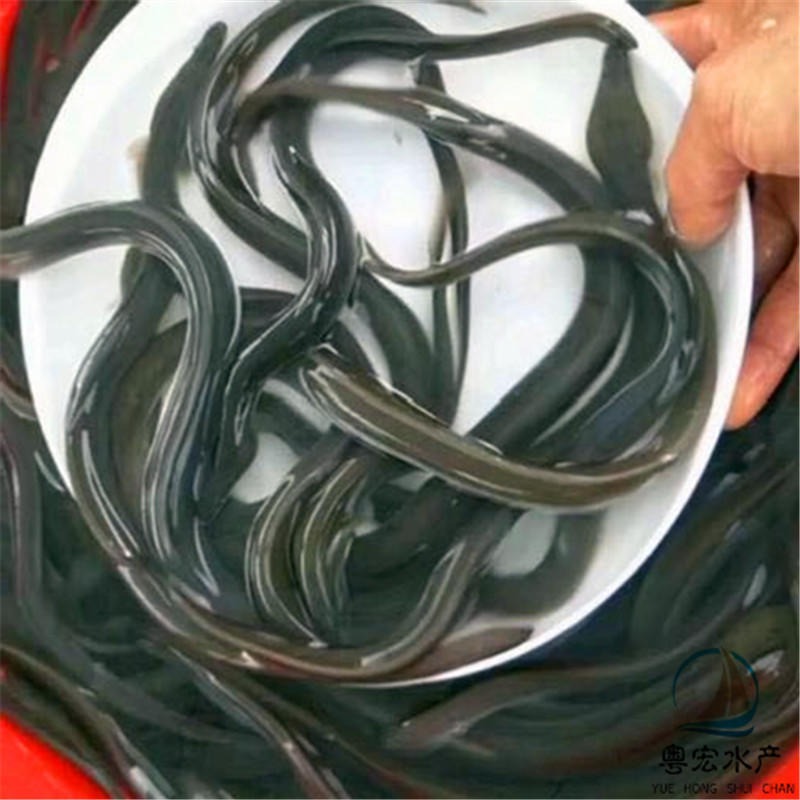 重庆苗场直批日本鳗鱼苗 淡水黑鳗鱼苗规格多样