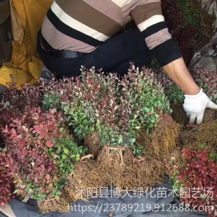 红叶小檗小苗批发 10-15公分高红叶小檗扦插小苗价格优惠