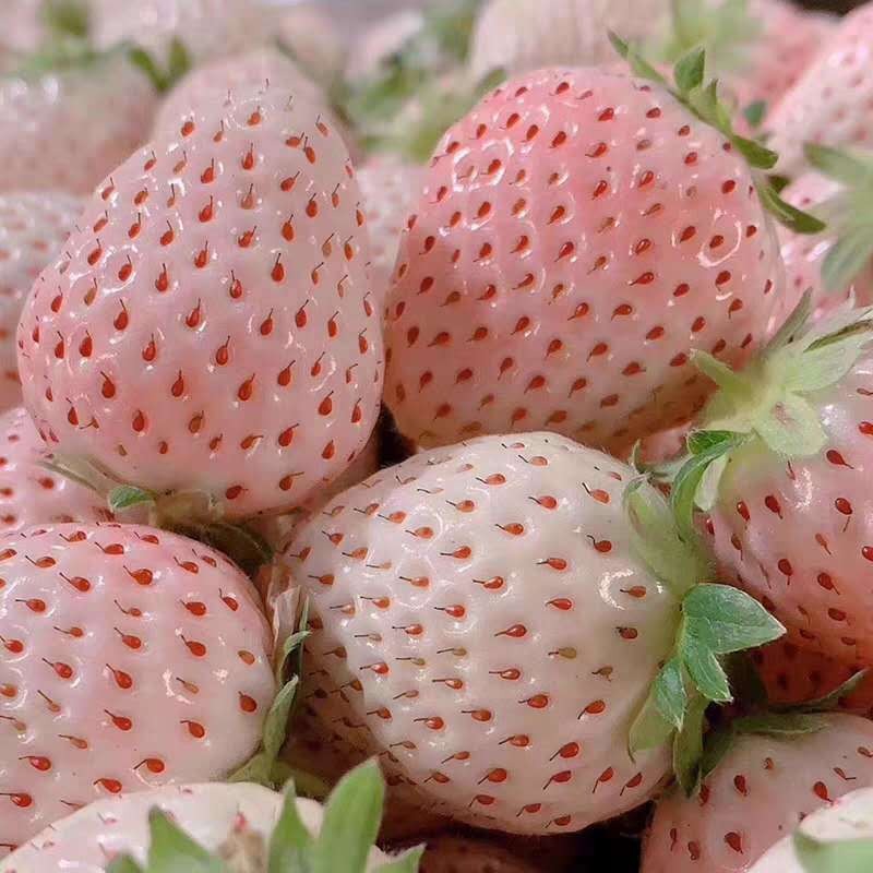 山东基地草莓苗批发 草莓苗品种 红颜草莓苗价格 20万草莓苗量大优惠奶油草莓苗种植技术