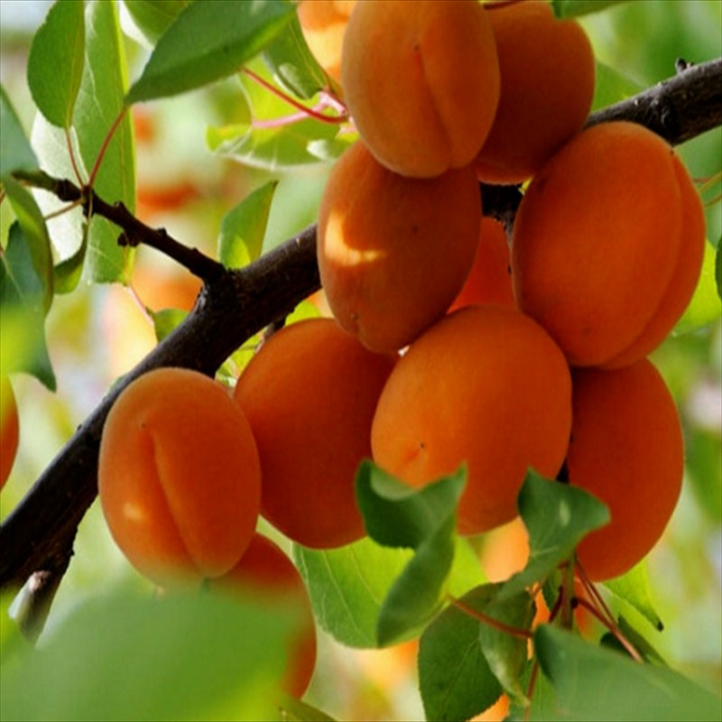 山东3公分杏树 1公分丰园红杏树苗价格 珍珠油杏苗 金太阳杏树苗图片