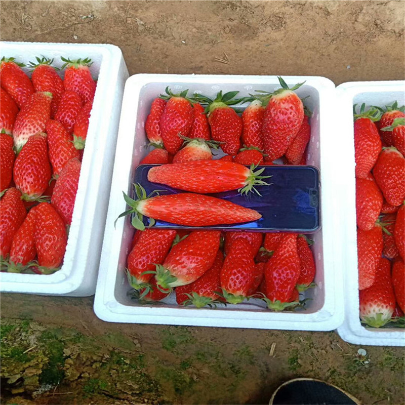 批发京藏香草莓苗基地 吐德拉草莓苗价格 京郊小白草莓苗高产量