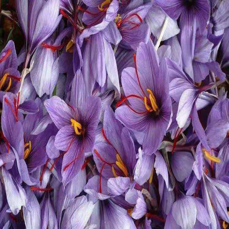 紫薇种子 紫藤种子 量大优惠 藏红花种子四季开花药用盆栽植 西红花种植技术 同创药材