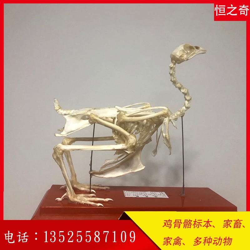 厂家直销 鸡骨骼标本 家畜 家禽 各种动物 恒之奇 骨骼标本