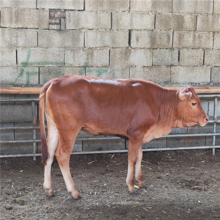 种牛鲁西黄牛养殖场-小牛崽价格-鲁西黄牛批发-鲁西黄牛种牛犊-龙翔牧业图片