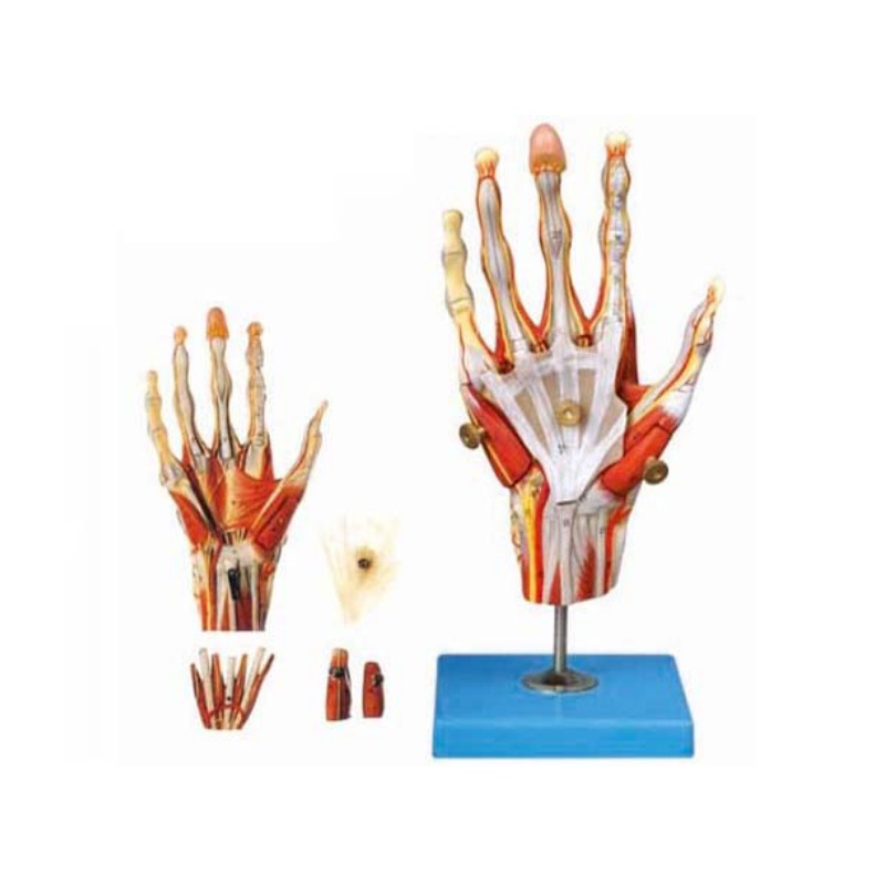 手肌附主要血管神经模型实训考核装置  手肌附主要血管神经模型实训设备 手肌附主要血管神经模型综合实训台图片