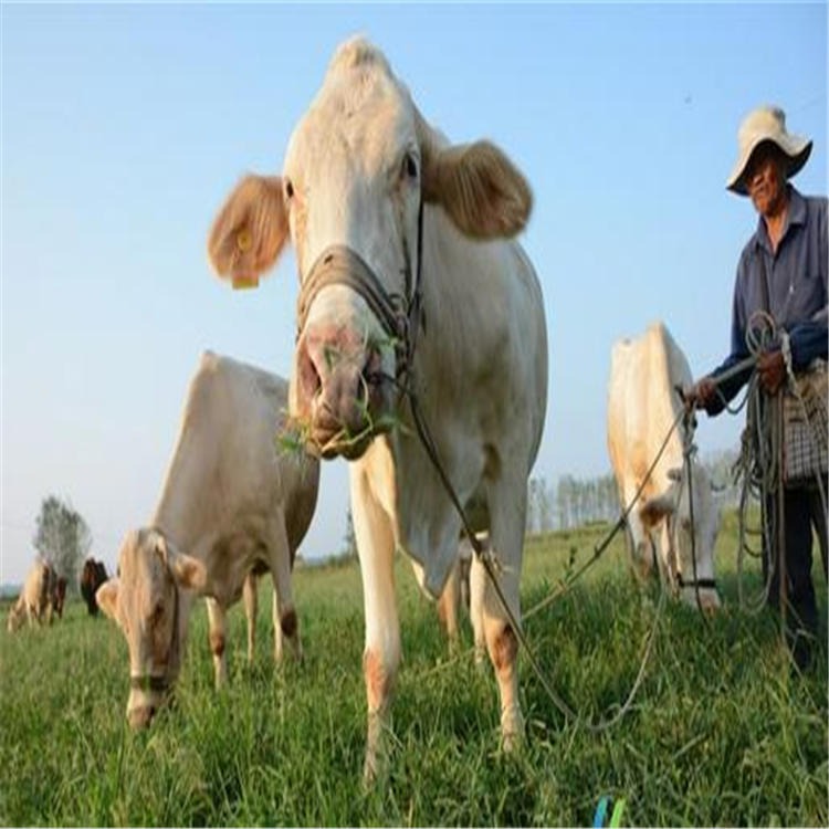 供应鲁西黄牛-小公牛-鲁西黄牛-通凯牛业-正规养牛场-夏洛莱母牛繁殖图片