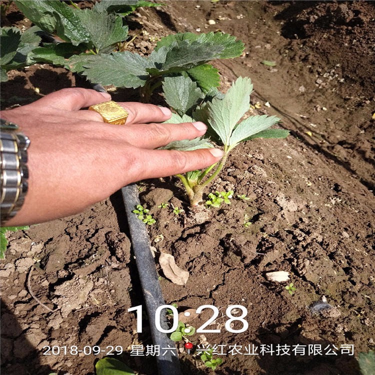 章姬草莓苗厂家供应 量大优惠提供种植方法 桃熏草莓苗照片