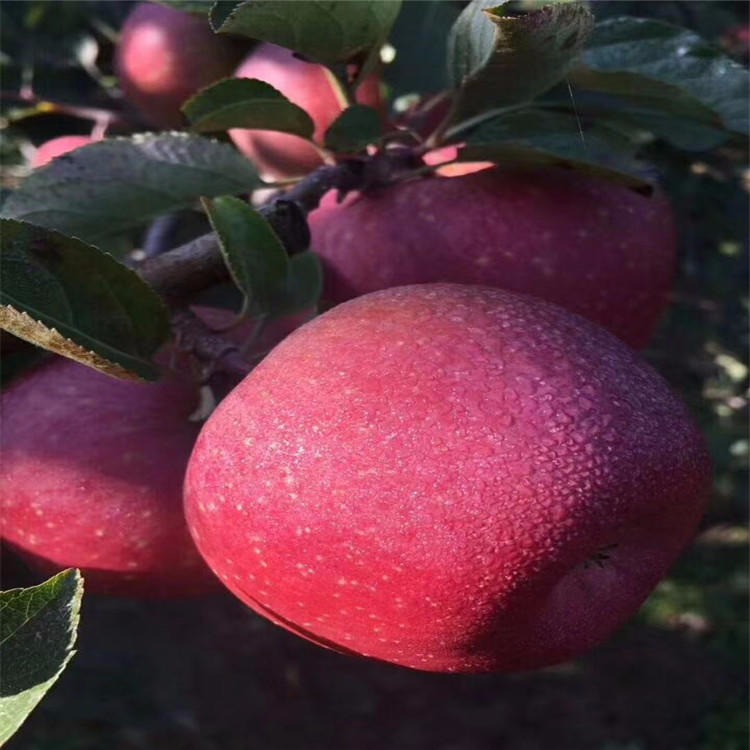 山东红星苹果苗 红星苹果成苗价格 红星苹果苗栽培技术 红星苹果成苗价格图片