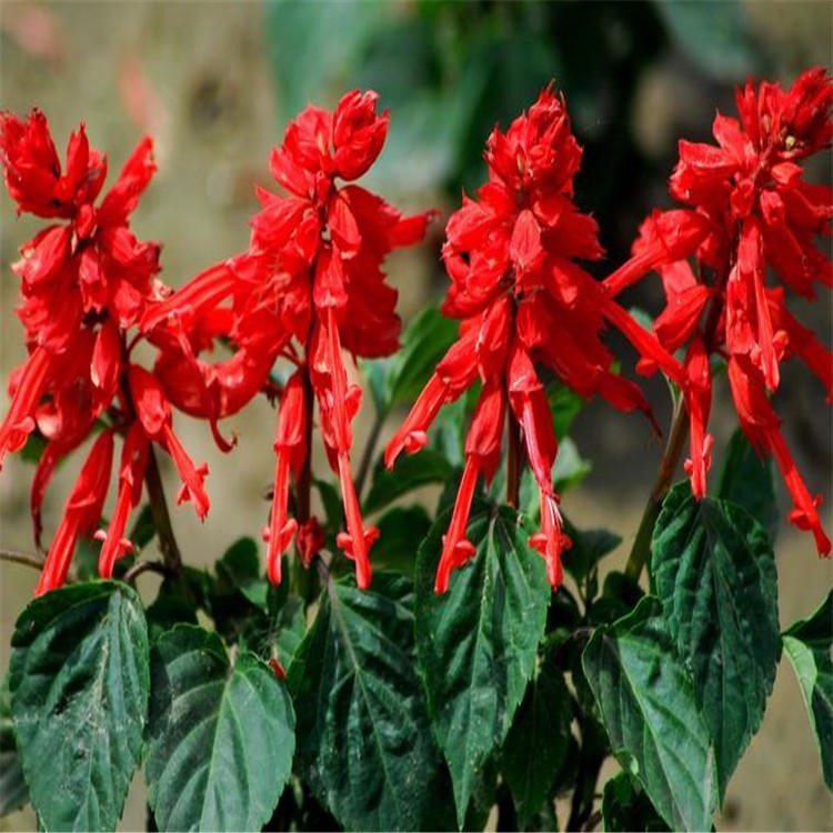 绿化花种一串红种子种源花田精心培育园林观赏效果好