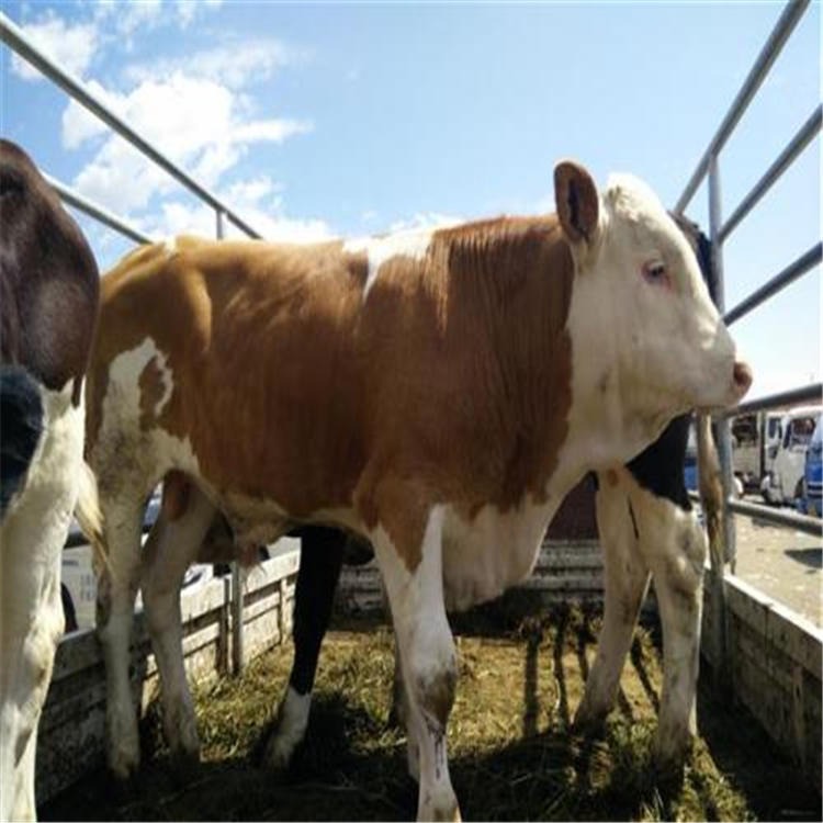 西门塔尔牛饲养 河北西门塔尔牛苗价格 通凯 肉牛犊纯种图片