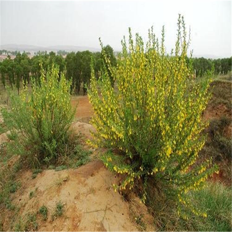 荒漠地区营造防风固沙柠条种子水土保持林的重要树种