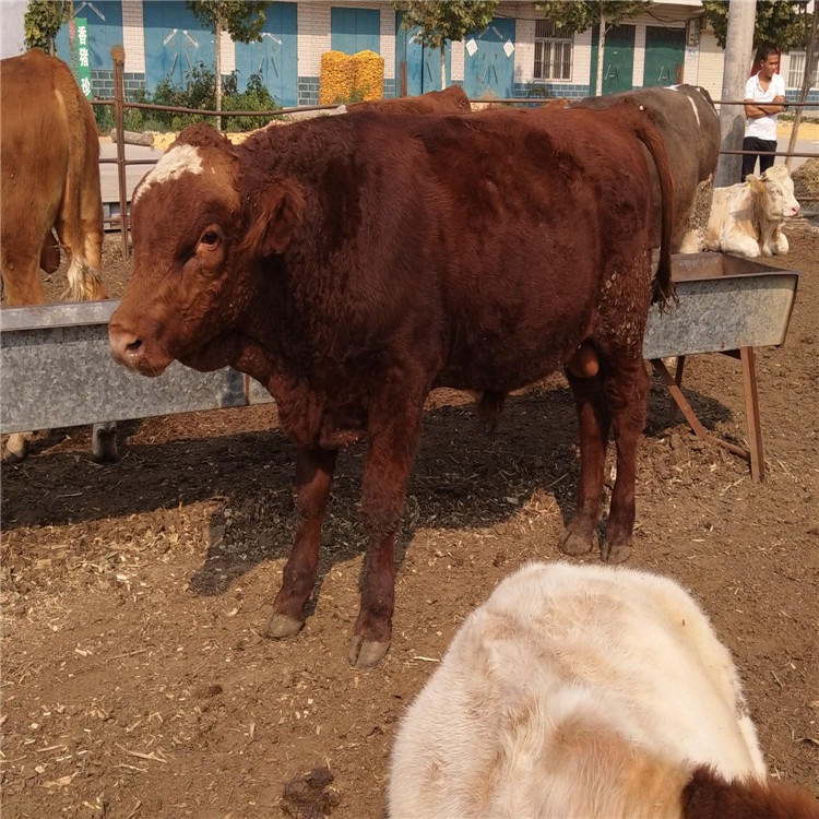 龙翔鲁西黄牛种牛养殖场 出售黄牛犊 鲁西黄牛犊 育肥牛苗