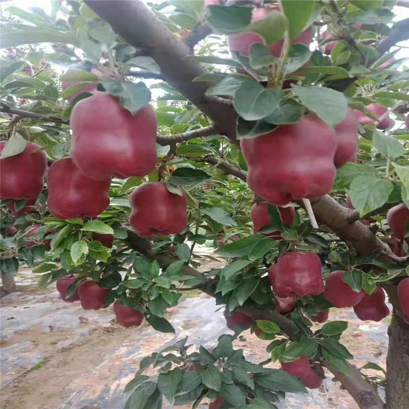 红肉苹果树苗 泉诚苗木园林供应 响富苹果树苗培育基地