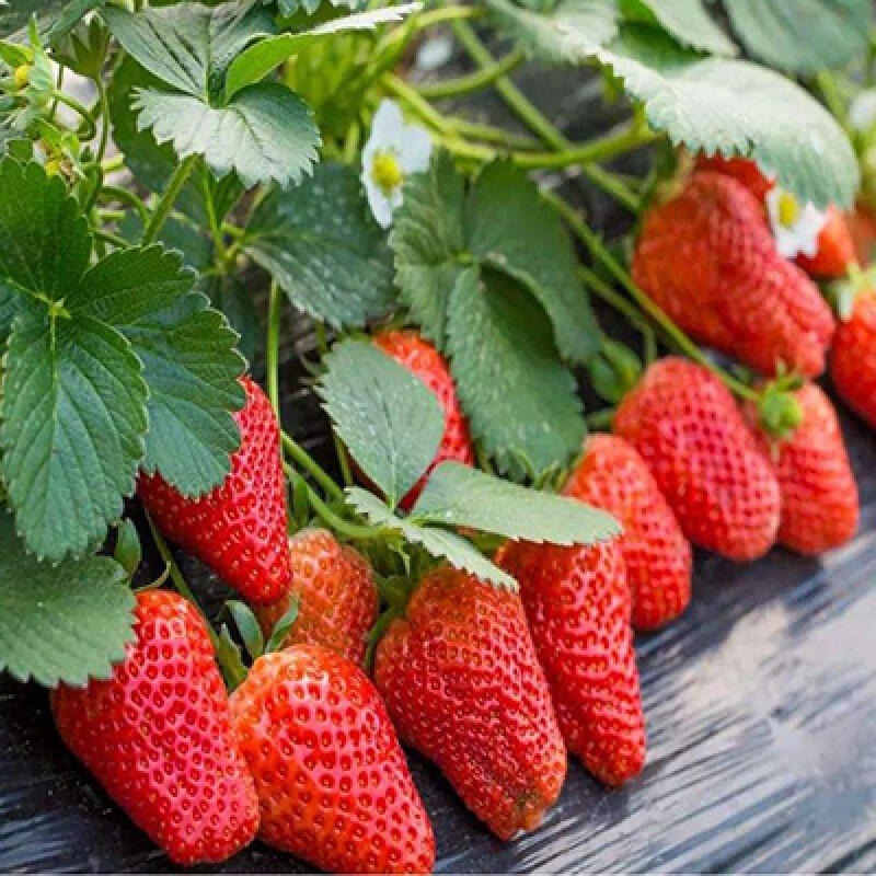 奶油草莓苗四季结果红颜草莓带土室内阳台绿植种植草莓种苗