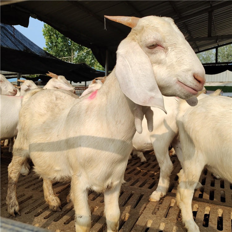 美国白山羊批发 白山羊一只价格 白山羊种羊养殖场 价格优惠