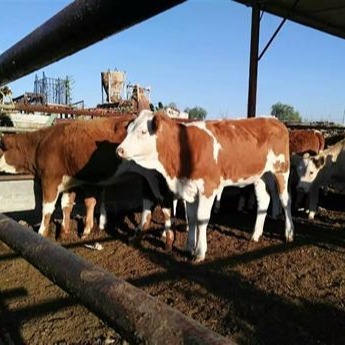 西门塔尔牛肉牛价格 贵州三元杂交牛批发 通凯养殖 纯种西门塔尔牛