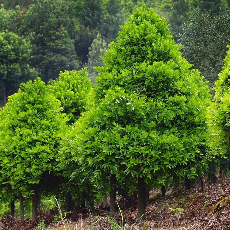 批发竹柏  批发现挖现卖竹柏树 各种规格竹柏树  红成苗木