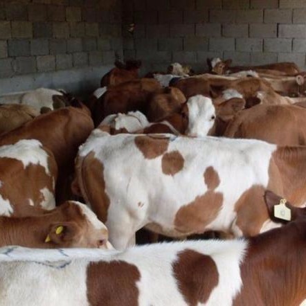 肉牛供应 通凯 满月牛犊 自由选购 鲁西黄牛肉牛养殖场图片