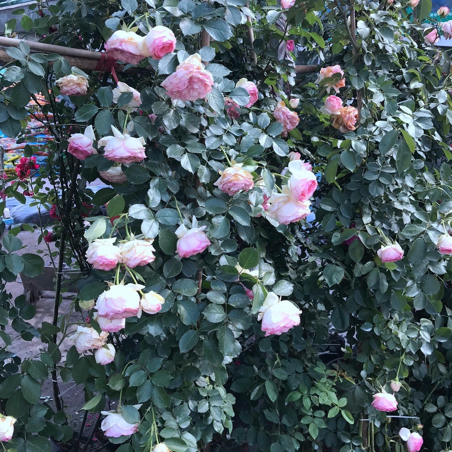 丰花藤本月季欧月灌木庭院玫瑰盆栽蔷薇红帽月季