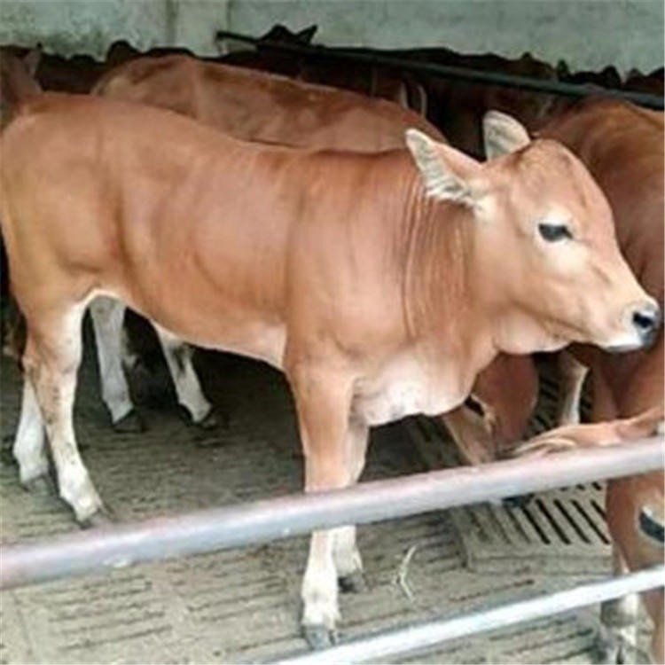 3-7个月鲁西黄牛价格-种牛犊-鲁西黄牛黄牛犊-小牛犊苗-龙翔牧业