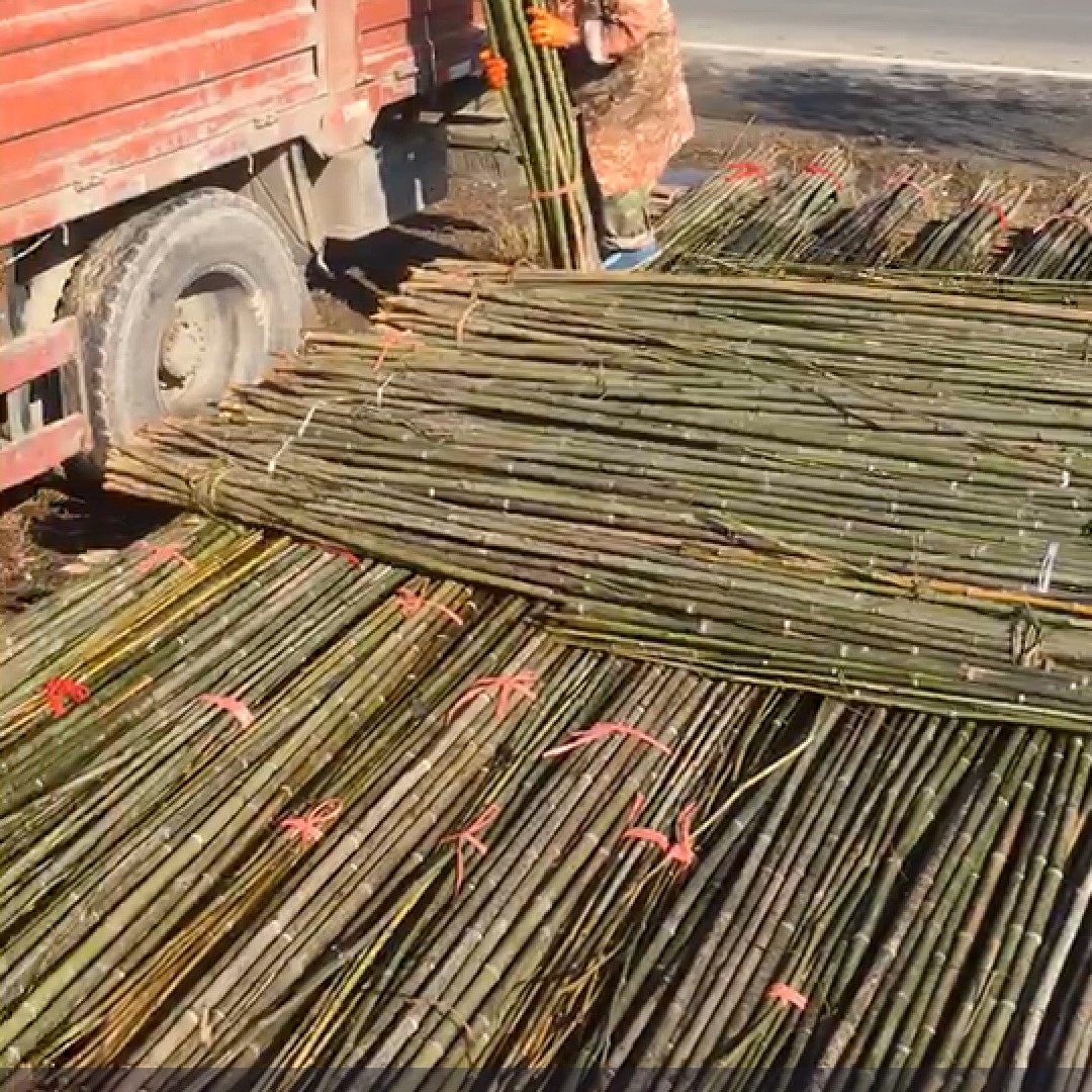 产地销售农用竹竿，竹杆批发，菜架杆2-3米 竹架竿，各种毛竹批发