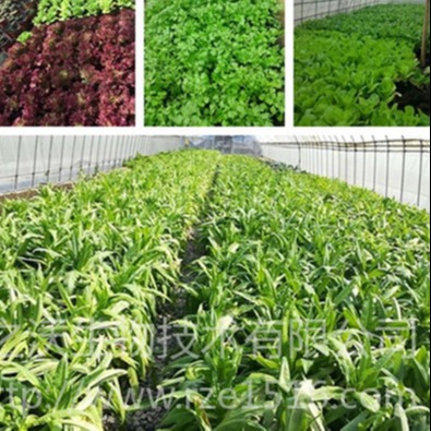 壤之沃 有机蔬菜 有机水果 绿色有机农副产品 工厂化农业生产