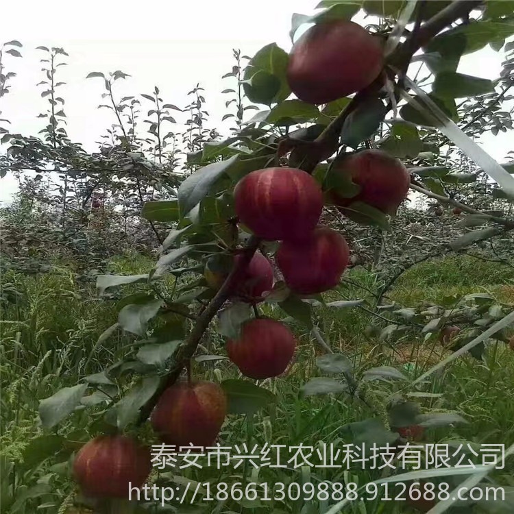 新品种红香酥 玉露香 秋月 新梨七号 树苗价格现挖现卖提供种植方法
