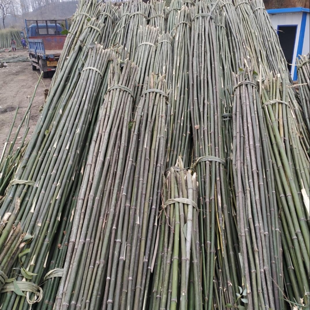 至诚平价毛竹 大量直供新鲜2.2米至3米菜架竿 各种尺寸蔬菜架竿批发