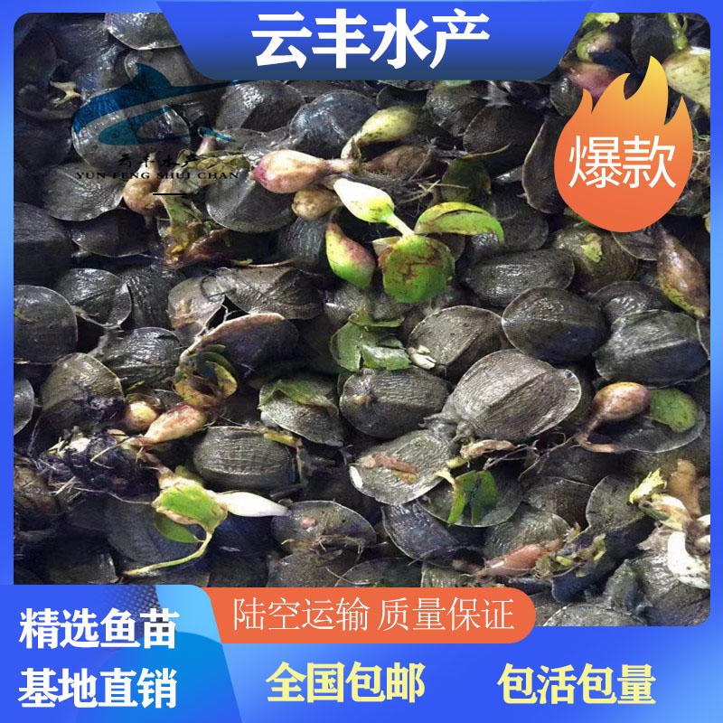 珍珠鳖苗养殖厂家 云浮专业提供甲鱼苗 水鱼苗养殖场图片