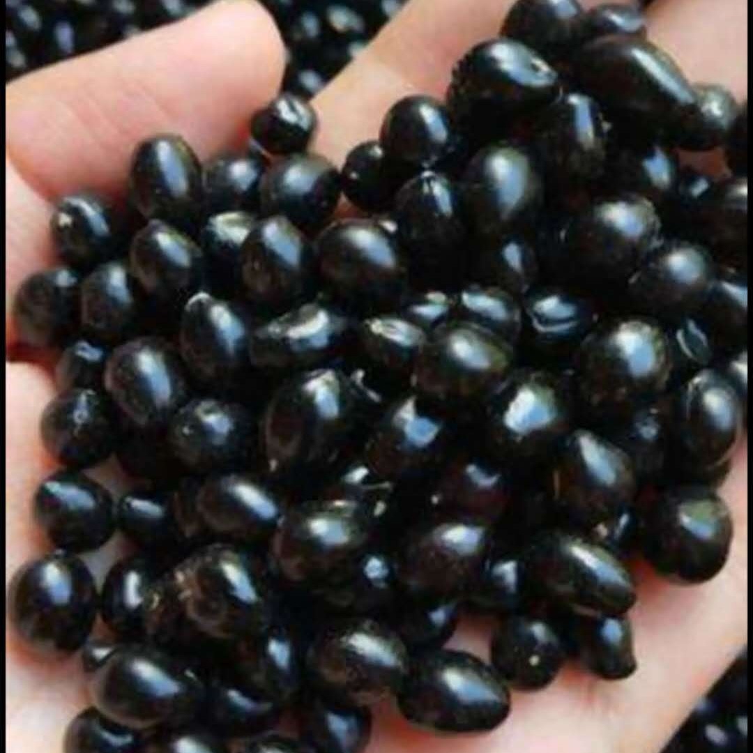 山豆根种子云南苦参种子   种子饱满，发芽率95%以上，提供相关的种植技术