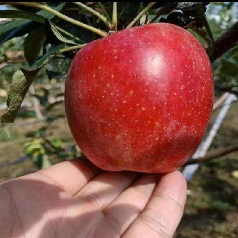 苗圃出售新品种苹果树苗 1公分矮化富士苹果苗批发 早熟苹果苗种植技术 维纳斯黄金苹果树苗图片