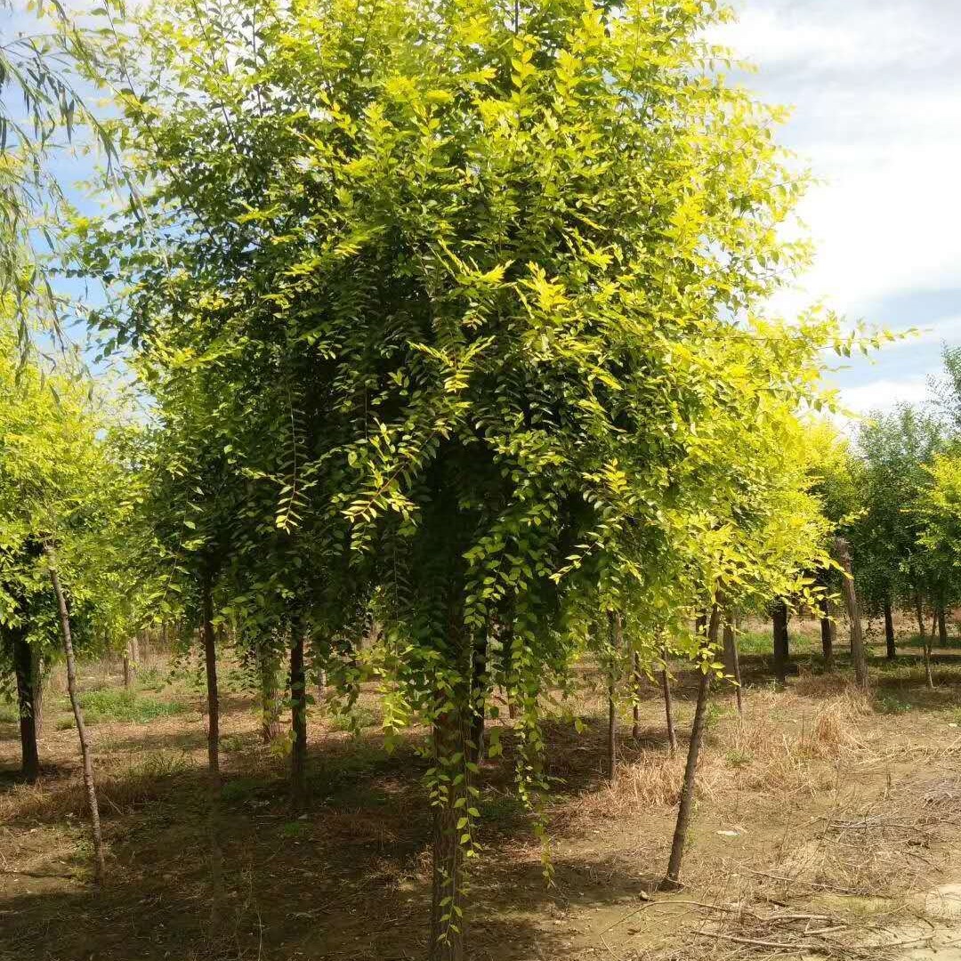基地批发  高杆 矮杆 黄叶苗木金叶榆 金叶榆价格 量大优惠