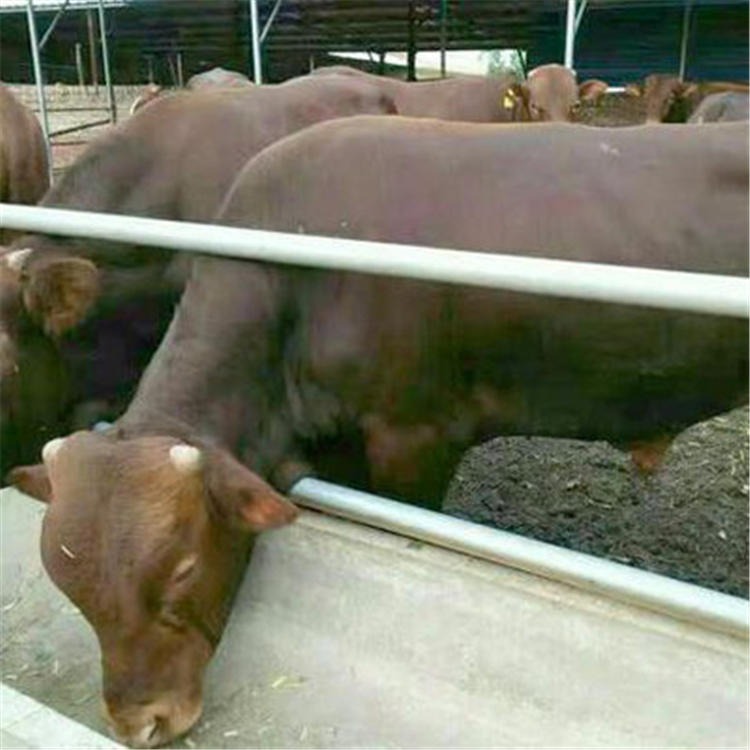 300斤西门塔尔牛犊价格 通凯 西门塔尔小肉牛犊价格 放心买卖