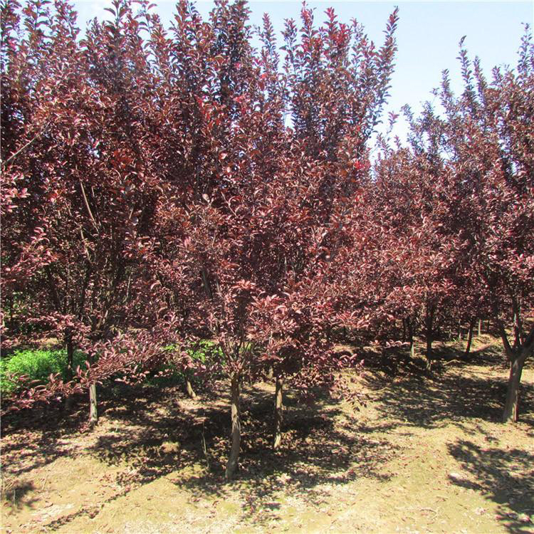 8公分紫叶李 生产出售 出售品质款现货红叶李  专业种植红叶李  湘林苗圃