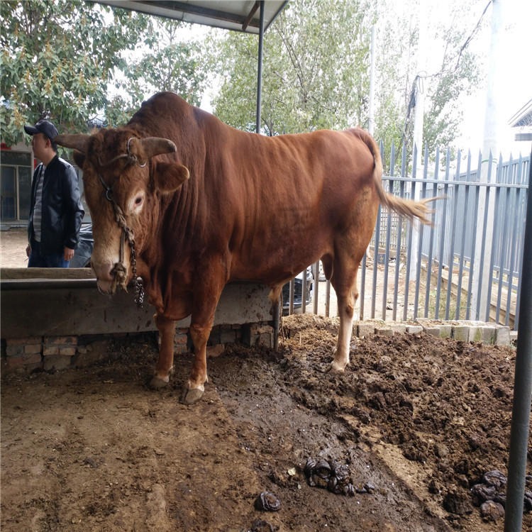 鲁西黄牛犊-鲁西黄牛苗-小牛犊-黄牛小牛苗-小牛-纯种出售鲁西黄牛-龙翔牧业图片