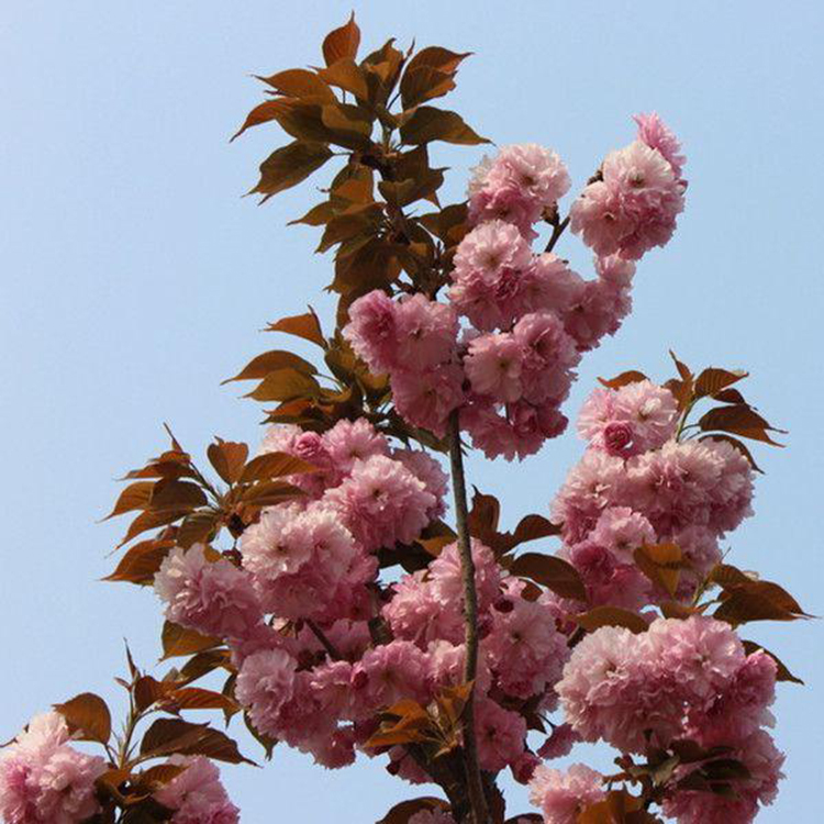 日本红叶樱花种植地 农户低价直供优质樱花 厂家批发 樱花  万青园林