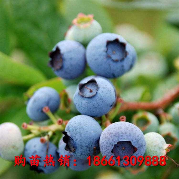 莱克西蓝莓苗价格 兔眼蓝莓苗提供种植技术指导