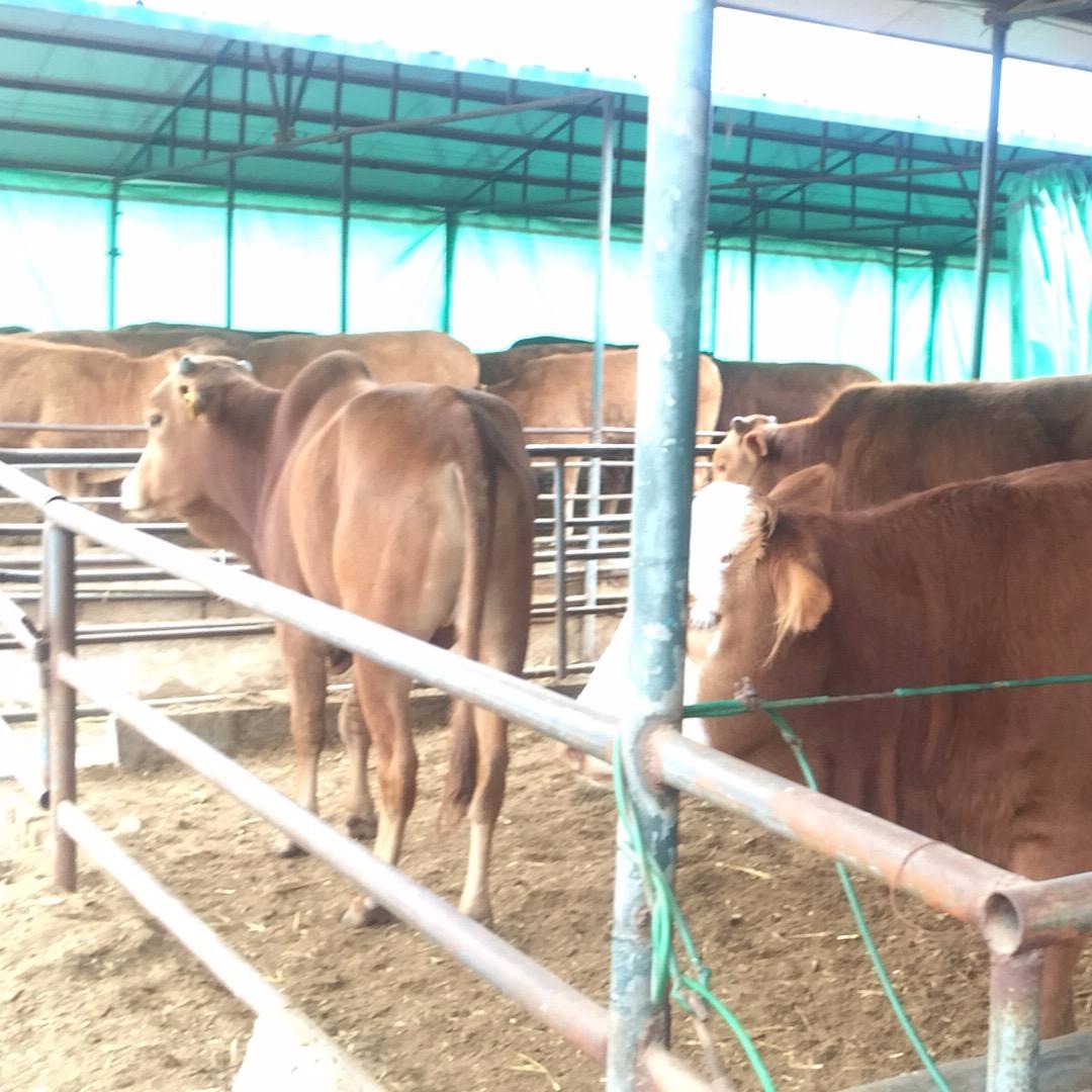 西门塔尔肉牛崽价格 云南肉牛崽厂家 通凯 西门塔尔肉牛养殖场