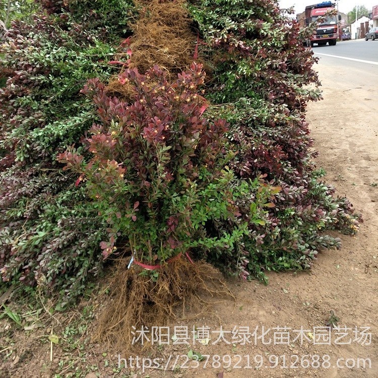紫叶小檗价格 50公分高紫叶小檗价格 色块绿化工程苗木