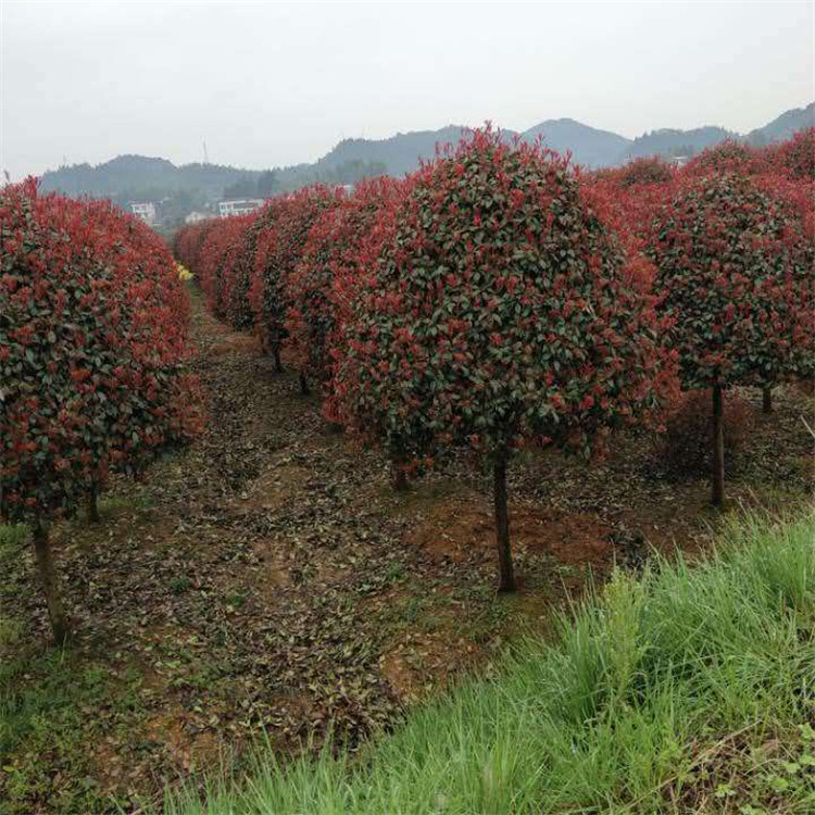 天诚苗圃 绿篱植物红叶石楠   1.8米红叶石楠球 生长速度快