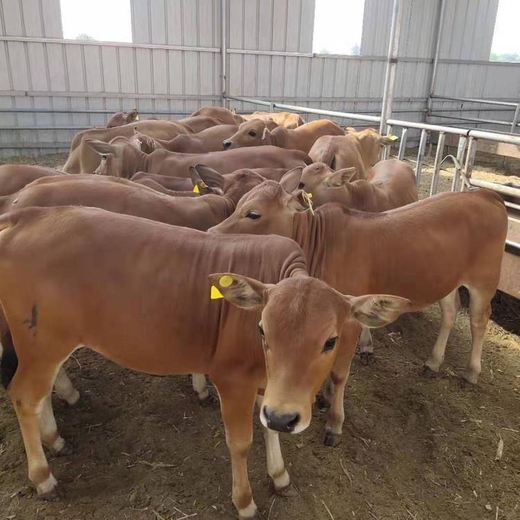 小牛苗种牛怀孕母牛-育肥肉牛犊-鲁西黄牛-小牛价格-龙翔牧业