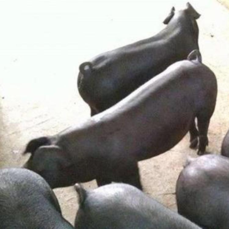 万牧猪业供应苏太母猪全国销售质量保证