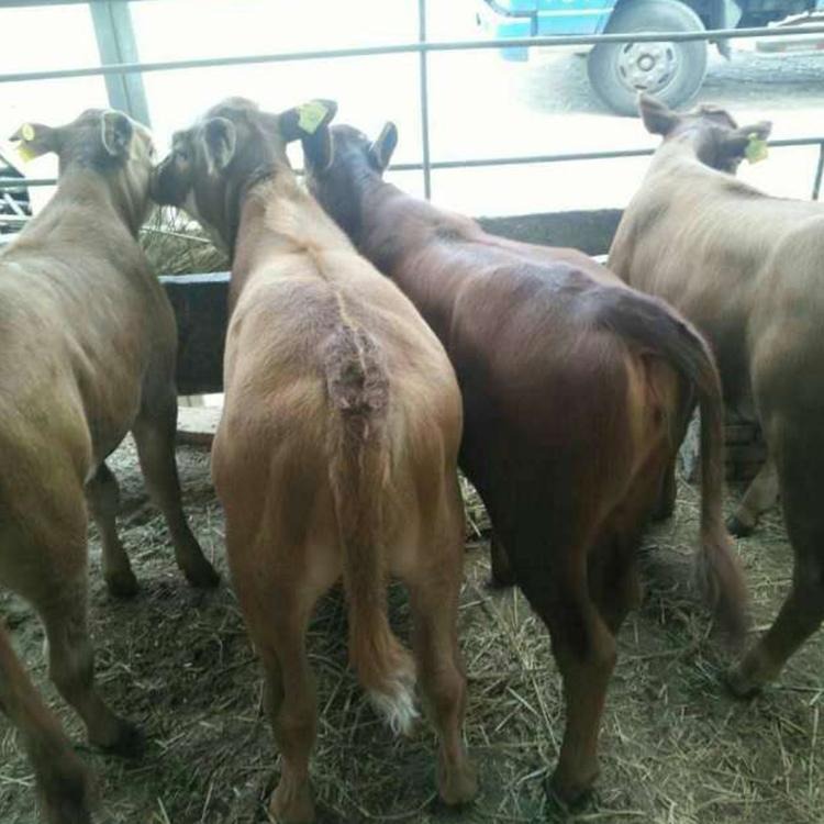 贵州改良种牛犊 鲁西黄牛 种牛犊养殖技术 龙翔牧业