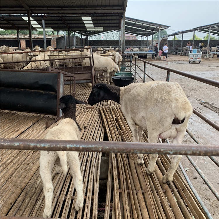 澳洲白种羊价格 贵州杜泊羊 通凯 纯种黑头杜泊羊供应 在线咨询
