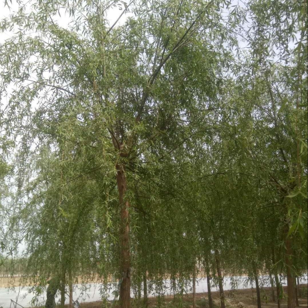 2020年春季批发 行道树 垂柳树苗 18-25公分垂柳  价格低 河北基地直销 量大